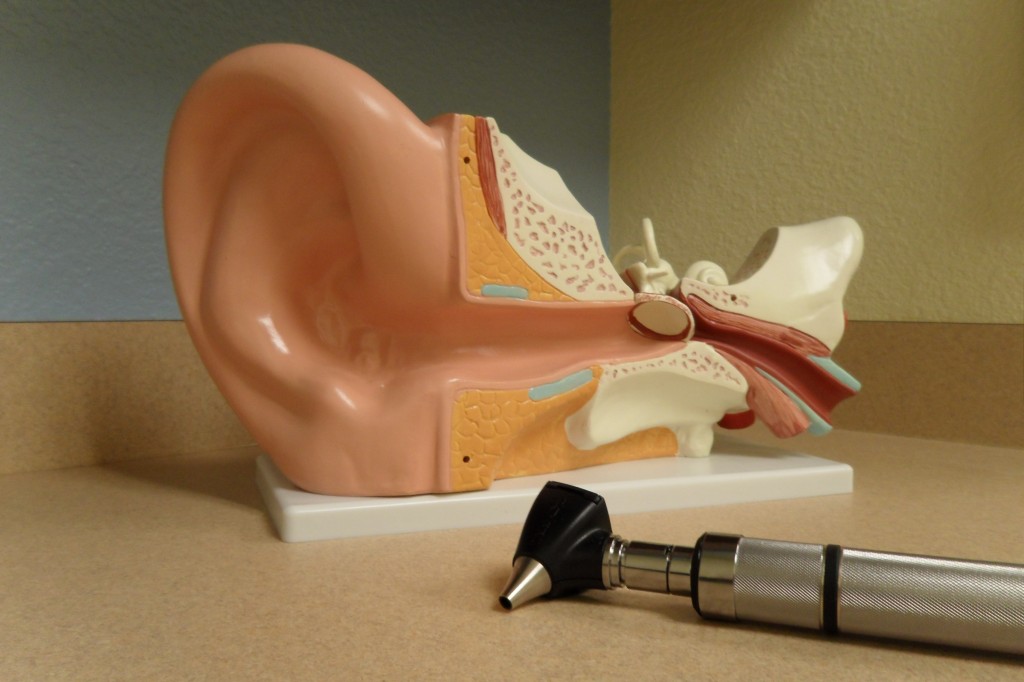 Ear Model